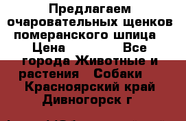 Предлагаем очаровательных щенков померанского шпица › Цена ­ 15 000 - Все города Животные и растения » Собаки   . Красноярский край,Дивногорск г.